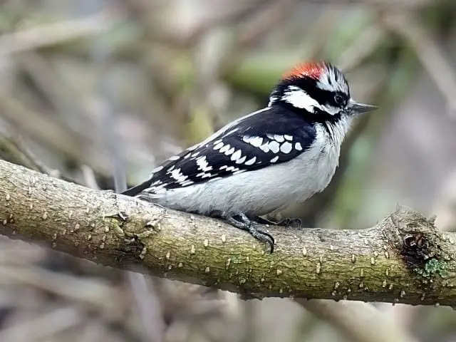 Downy Woodpecker on a branch