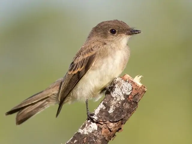 Eastern Phoebe