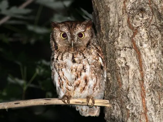 camouflaged Eastern Screech Owl in nighttime