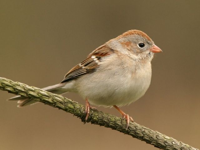 small bird with pink bill and rusty plummage