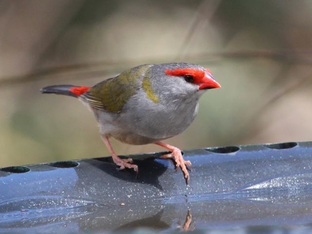 red-browed finch