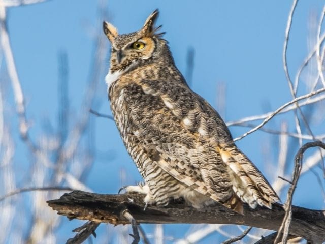 Great Horned Owl just sitting