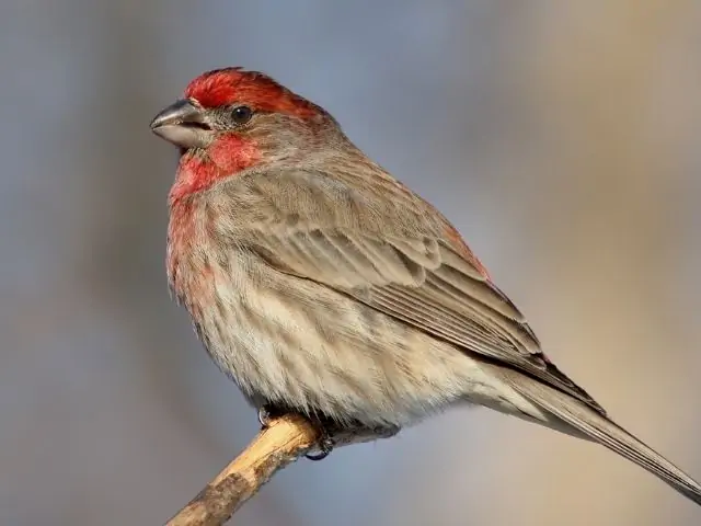 female house finch in winter