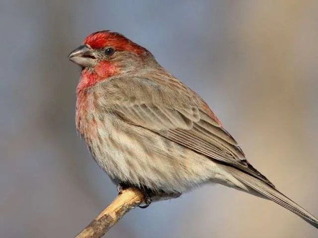 House Finch sitting on a branch