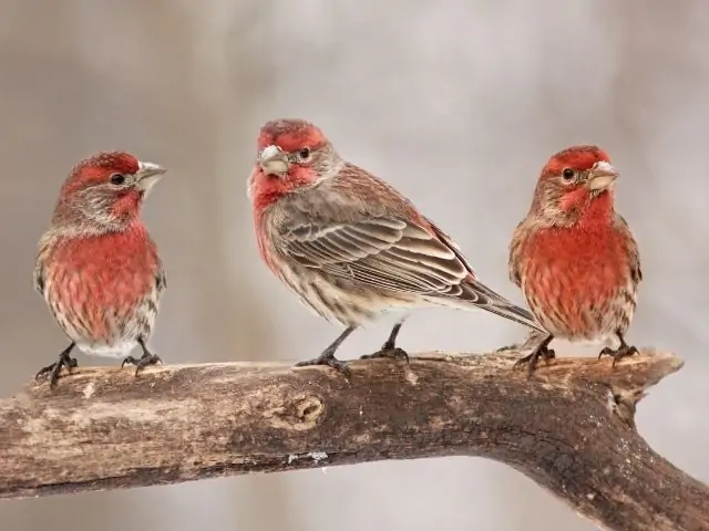 House Finch males in winter