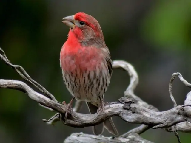 male House Finch