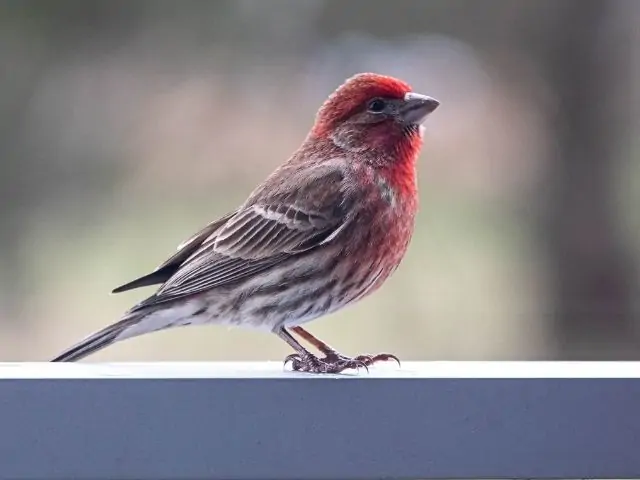 Bird with red head and brown feather