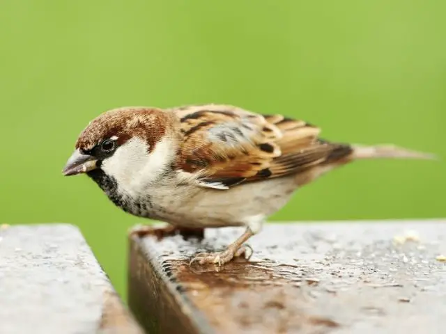 House Sparrow on concrete