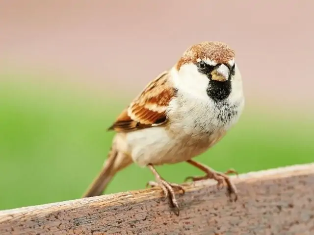 Sparrow with brown feathers and black throat