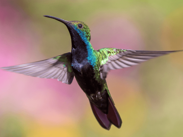 Blue and green hummingbird