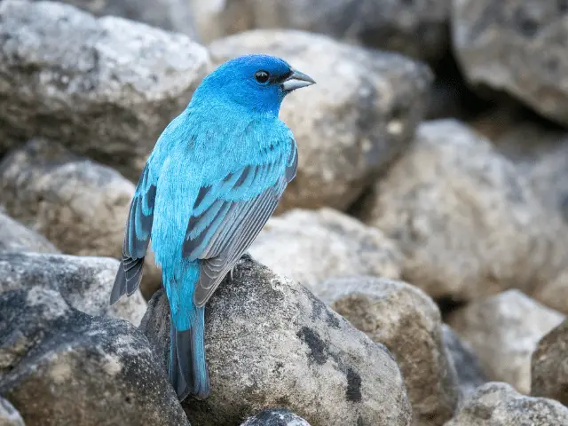 Indigo bunting perching on a rock pile