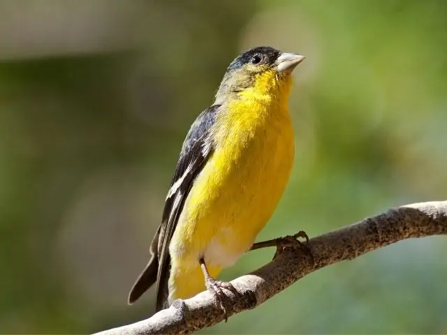 Lesser Goldfinch looking up a tree