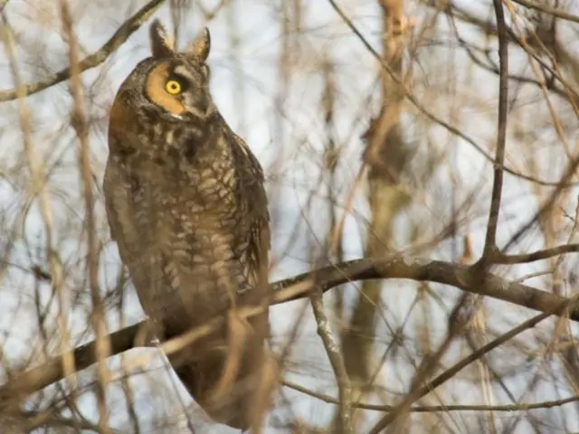 Long eared owl on a branch