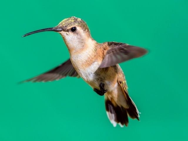 Lucifer Hummingbird