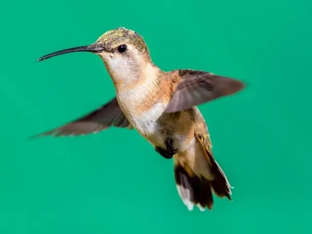 Lucifer Hummingbird