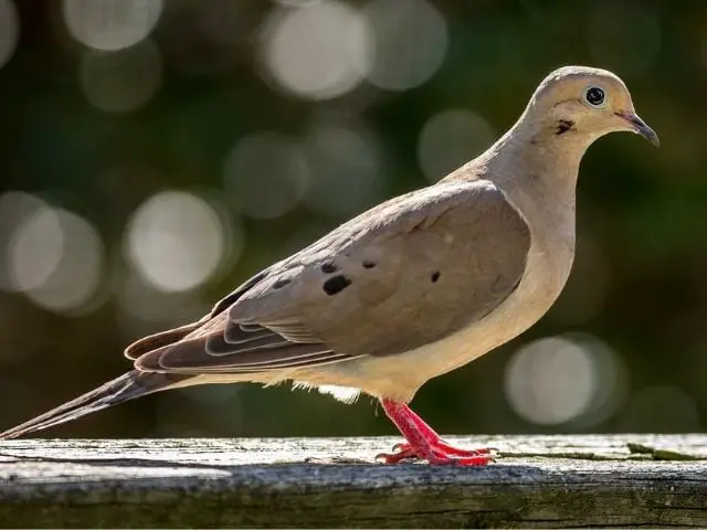Mourning Dove side view