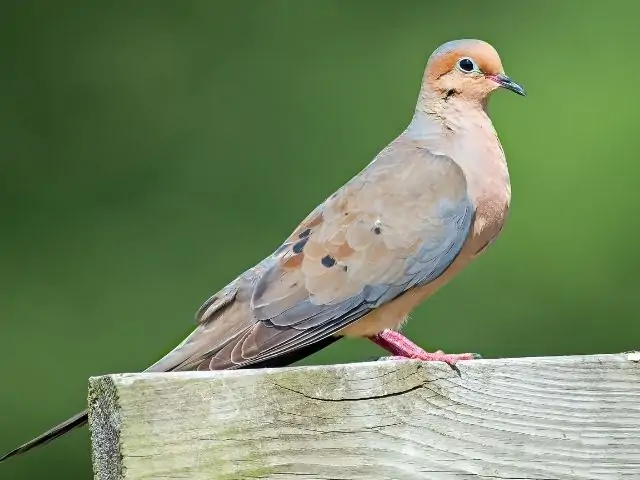 Dove with gray and white feathers and underbelly