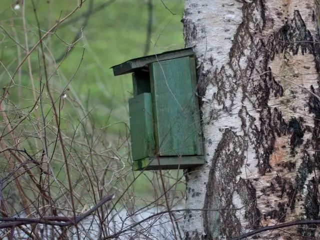 green owl nesting box