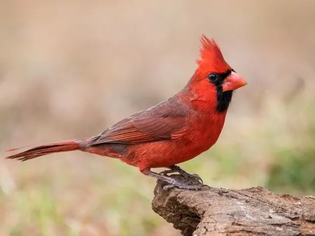 Northern Cardinal on a fallen tree