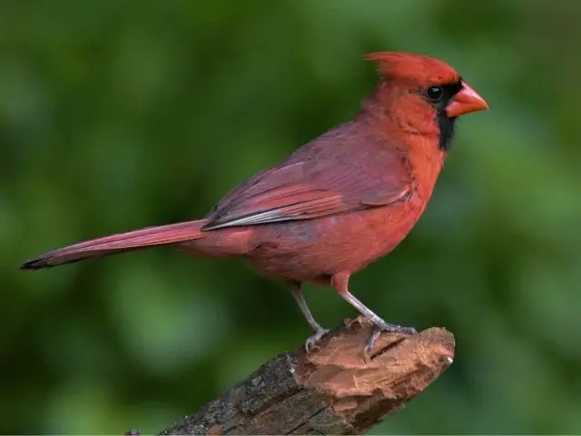 Small red bird with black beak