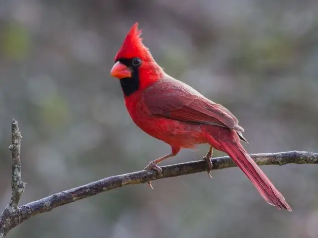 male cardinal looking for food