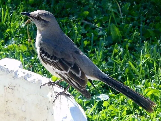 dark gray mockingbird