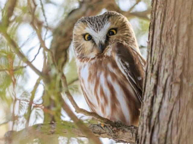 Northern Saw Whet Owl on a cider tree