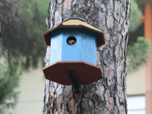 owl nesting box in a pine tree