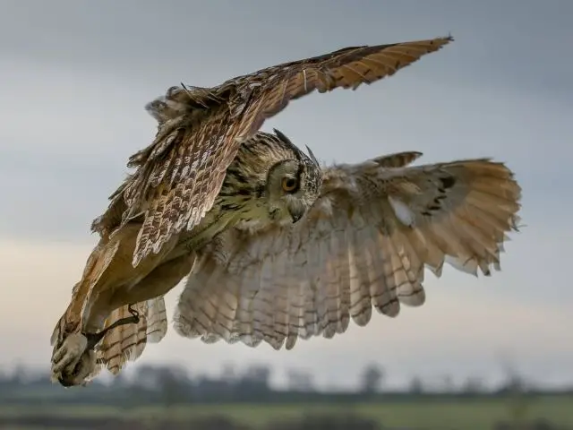 brown owl swooping