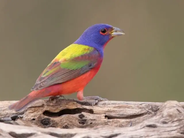 multi-colored bird