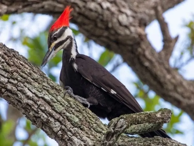 pileated woodpecker on an old tree