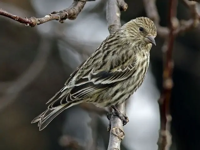 Pine Siskin looking for food