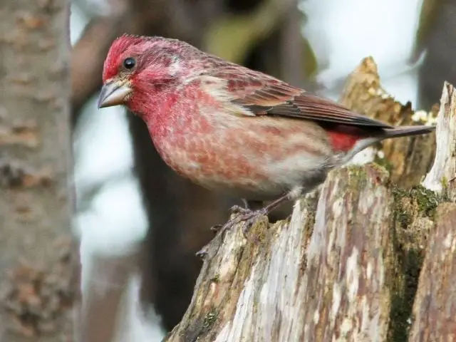 Purple Finch in winter