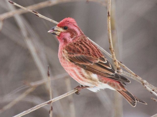 purple finch on tree branch in winter