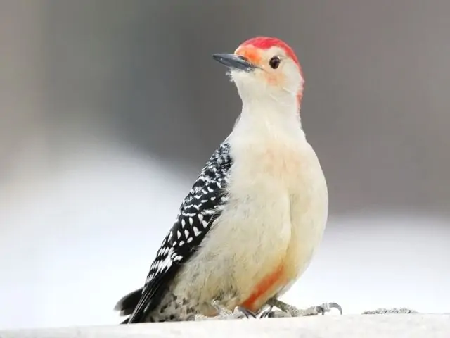 red-bellied woodpecker that flew in looking for food