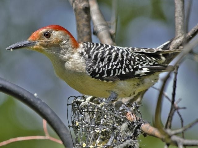 woodpecker with red head and black and white feather