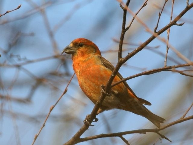 red crossbill perched on a tree