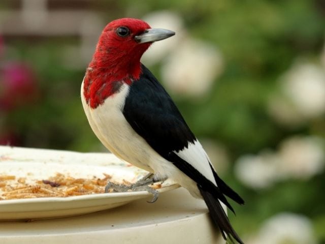 woodpecker with red head on pellets