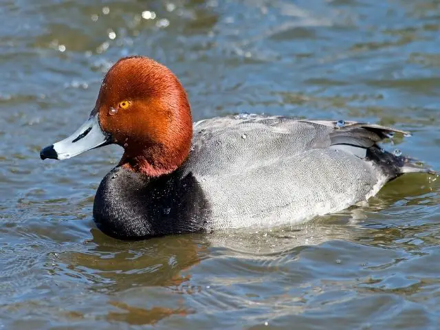 gray and white duck with blue beak