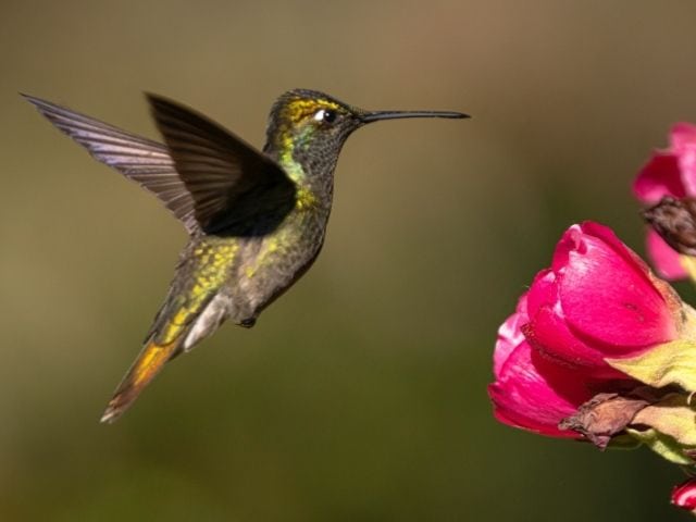Rivoli's Hummingbird flowering