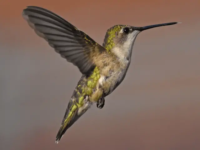 Ruby-Throated Hummingbirds flying