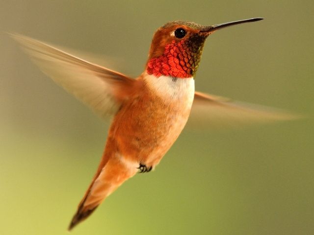 reddish hummingbird