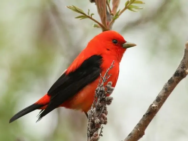 red bird with black tail and wings