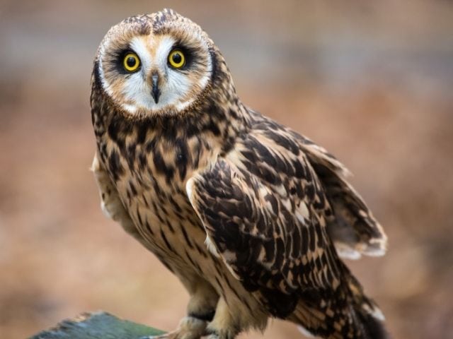 Short Eared Owl on a fence