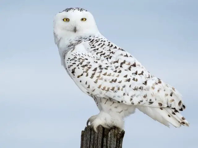 Snowy Owl in the middle of snow