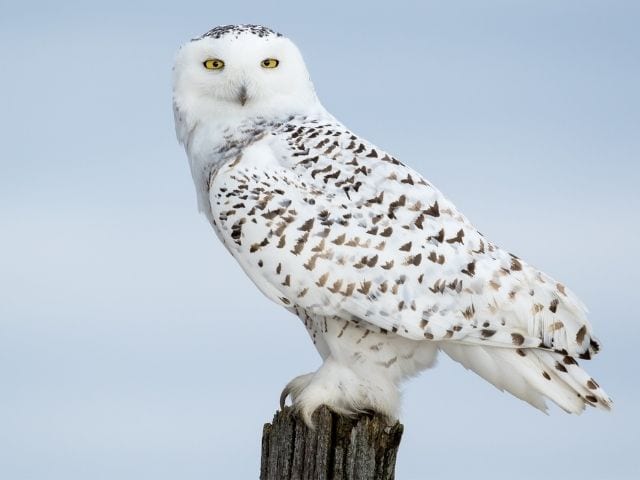 Snowy Owl in the middle of snow