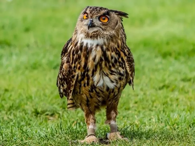 owl in the middle of field