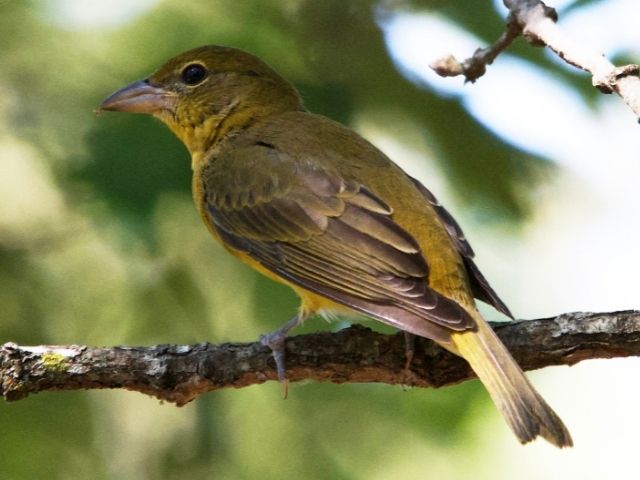Female Summer Tanager