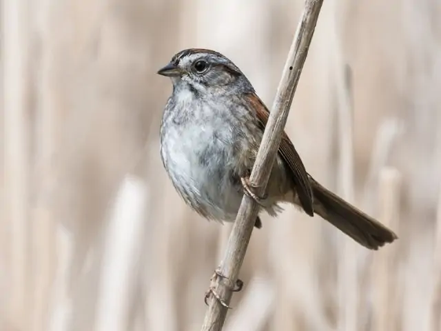 sparrow on a bamboo stick