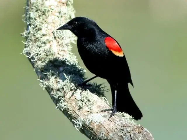 bird with b lack plumage and red shoulders